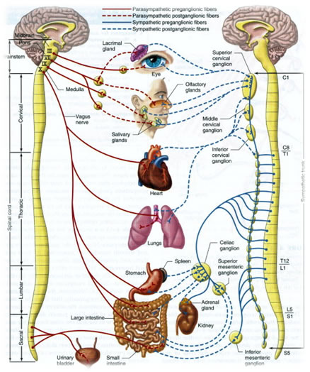 spinal-nerves
